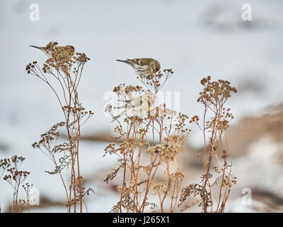 Carduelis flammea oiseau sur l'herbe sèche en hiver Banque D'Images