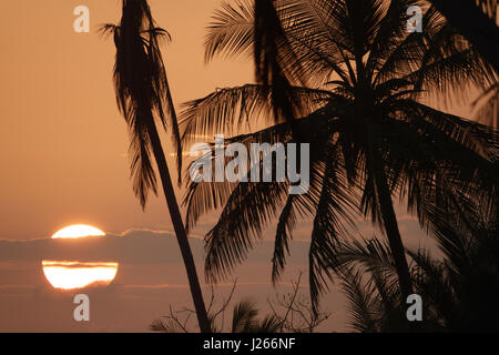Silhouette de palmiers au coucher du soleil avec grand soleil derrière les nuages Banque D'Images