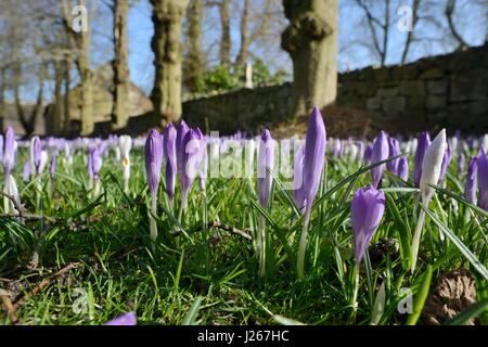 Tapis de Crocus Crocus vernus (Néerlandais) floraison sur une pelouse au début du printemps, Wiltshire, Royaume-Uni, février. Banque D'Images