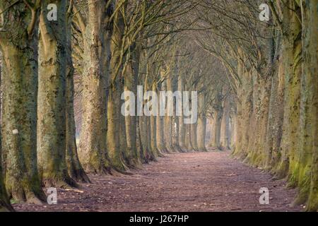 Allée de tilleuls (tilia sp.) sur un après-midi de printemps brumeux, Coate Water Country Park, Swindon, Wiltshire, Royaume-Uni, mars 2014. Banque D'Images