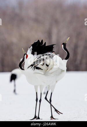 Deux grues japonaises se tenir dans la neige. Le Japon. Hokkaido. Tsurui. Grande illustration. Banque D'Images