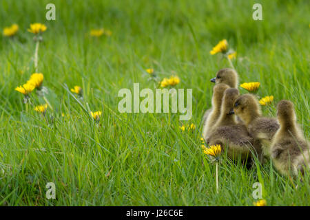 Faune : oie cendrée (Anser anser) oisons se cogner dans chaque autre marche dans une ligne dans l'herbe Burley-en-Wharfedale, Yorkshire, UK Banque D'Images