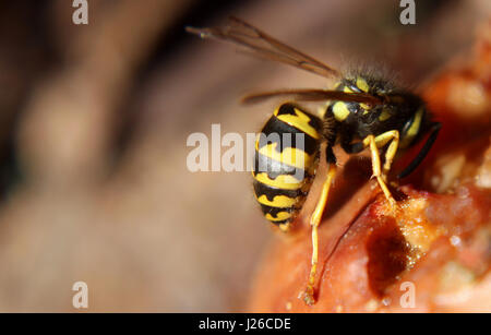 Macro d'une guêpe sur une pomme. Banque D'Images