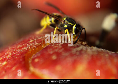 Vue macro d'une guêpe mangeant une pomme rouge. Banque D'Images