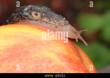 Slug ramper sur une pomme rouge. Banque D'Images
