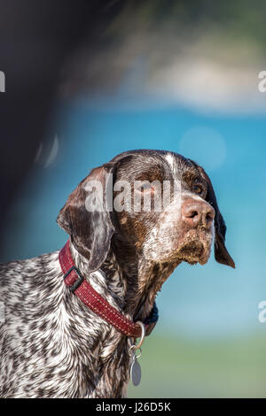 Beaux chiens qui courent sur une plage et de jouer Banque D'Images