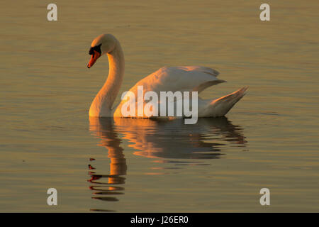 Cygne muet dans la lumière du soir Banque D'Images