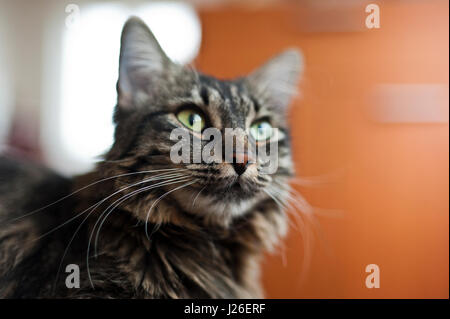 Rocé domestique cat Banque D'Images