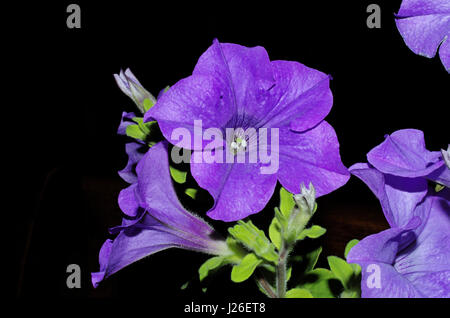 Violet surfinia petunia Banque D'Images