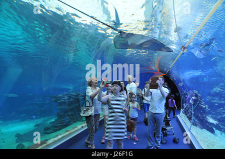 Israël, Eilat, l'observatoire sous-marin construit sur un récif de corail. L'aquarium des requins Banque D'Images