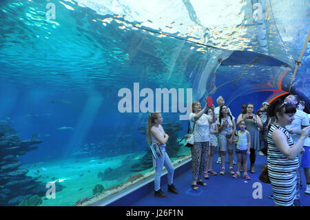 Israël, Eilat, l'observatoire sous-marin construit sur un récif de corail. L'aquarium des requins Banque D'Images