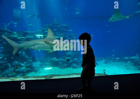 Israël, Eilat, l'observatoire sous-marin construit sur un récif de corail. L'aquarium des requins Banque D'Images