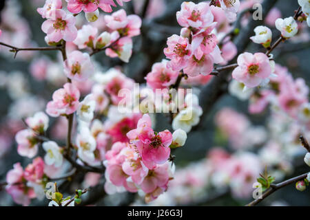 Les fleurs de cerisier Sakura / no hana à Kamakura Banque D'Images