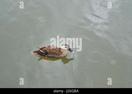 Canard BEC SPOT, KYOTO, JAPON, printemps, ANAS POECILORHYNCHA, KARUGAMO, OISEAU Banque D'Images