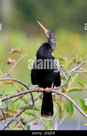Snakebird (Anhinga anhinga), des profils sur branch, Wakodahatchee Wetlands, Delray Beach, Florida, USA Banque D'Images