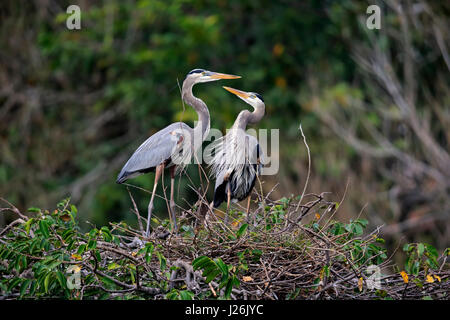 Canadian Heron (Ardea herodias), paire adultes au nid, Wakodahatchee Wetlands, Delray Beach, Florida, USA Banque D'Images