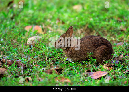 Lapin (Sylvilagus palustris Marsh) dans un pré, des profils vigilant, Wakodahatchee Wetlands, Delray Beach, Florida, USA Banque D'Images