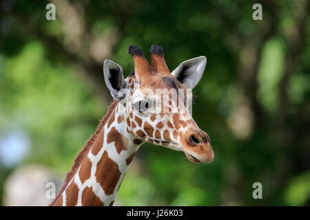 Somali Girafe (Giraffa camelopardalis reticulata), adulte, portrait, survenue en Afrique, captive Banque D'Images