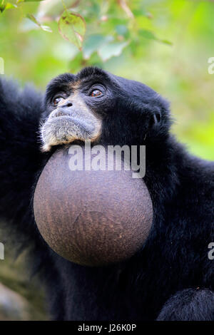 Siamang (Symphalangus syndactylus), adultes, portrait, avec la récolte, adulte, survenue en Asie du sud-est, captive Banque D'Images