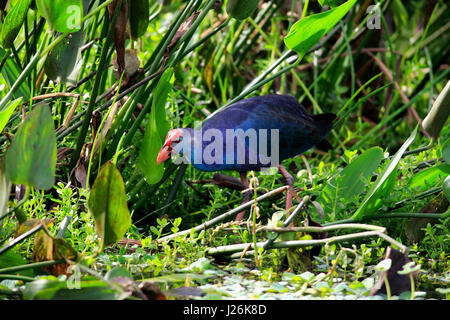 American purple gallinule (Porphyrio martinicus) entre les plantes aquatiques, des profils sur les produits chercher, Wakodahatchee Wetlands Banque D'Images