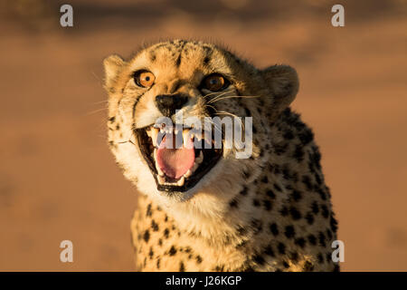 Cheetah grognement montrant toutes ses dents, la photo en gros Banque D'Images
