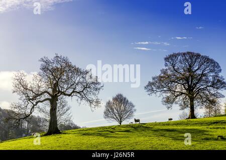 Trees and grazing sheep on an English Spring day. Banque D'Images
