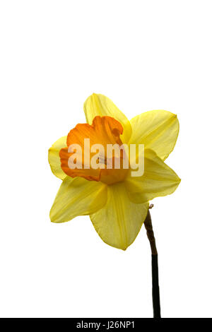 Daffodil contre un ciel bleu au printemps Banque D'Images