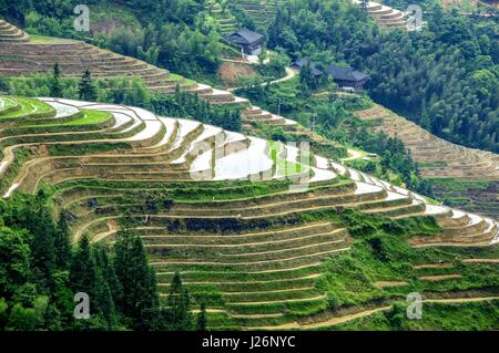 Belle terrasse de riz paysage champs au printemps Banque D'Images