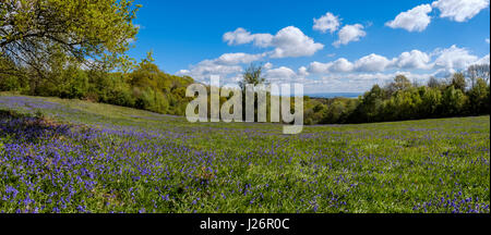 Vue panoramique de BLUEBELLS SUR MAUVAISE AFFECTATION DU GLOUCESTERSHIRE.ENGLAND UK Banque D'Images