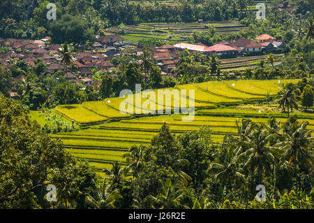 Vert vif, les rizières en terrasses à côté d'un village typiquement balinais, Munduk, Bali, Indonésie Banque D'Images