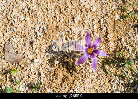 Crocus Sable frais ou de la fleur Clusiana Romulea fleurs sauvages espèces de Chypre Banque D'Images