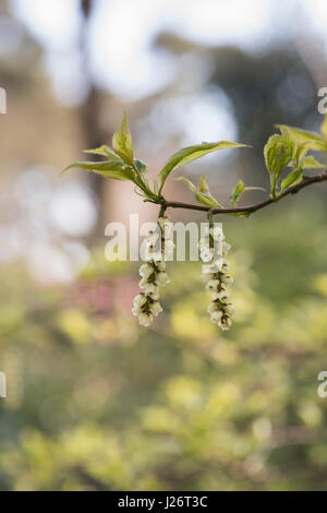 Stachyurus praecox 'Oriental sun'. Stachyurus précoce "orientale sun'. Au début Le Jeune dracodard en fleur. Avril. UK Banque D'Images