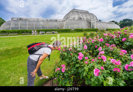 Royaume-uni, Angleterre, Kew Gardens dans le London Borough of Richmond upon Thames, l'odeur des roses au jardin de roses sur fond de la paume Banque D'Images