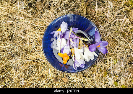 Vase rond bleu avec le début du printemps des fleurs placées sur l'herbe sèche, les frais généraux shot Banque D'Images