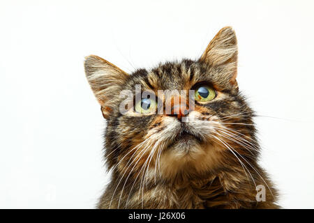 Studio portrait d'un chat tabby domestiques adultes isolé sur fond blanc Banque D'Images