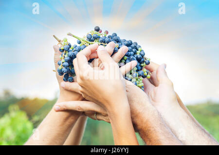 Les mains d'agriculteurs montrant fraîchement cueilli les raisins rouges Banque D'Images