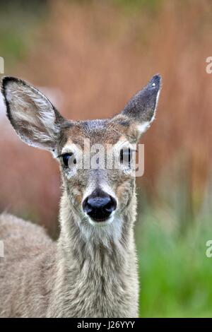 Le cerf de Virginie (Odocoileus virginianus) doe Banque D'Images