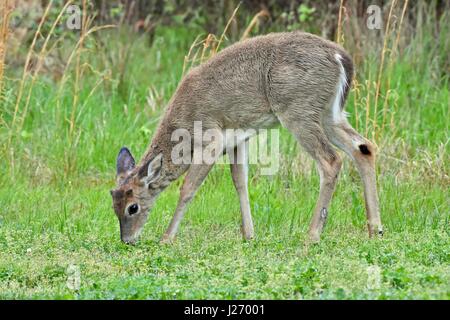 Jeune cerf de Virginie (Odocoileus virginianus) buck commence à croître à la fin d'avril bois Banque D'Images