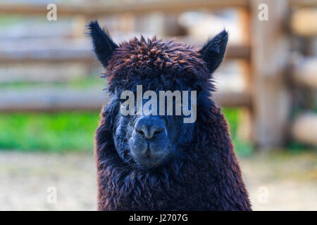 La laine d'alpaga avec black,Animaux de la ferme Banque D'Images