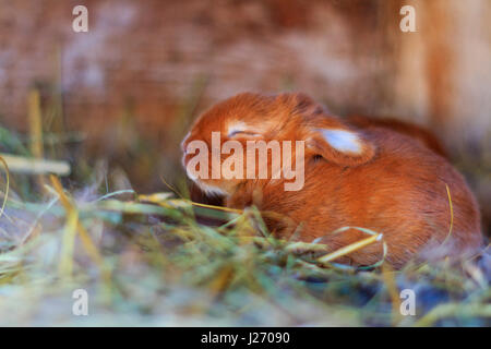 Petit lapin rouge assis dans un nid,Animaux de la ferme Banque D'Images