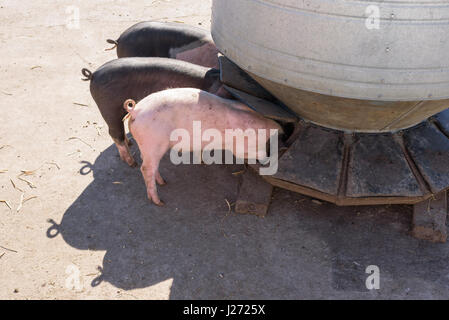 Alimentation L'alimentation des porcs à partir d'un silo à l'extérieur. Banque D'Images