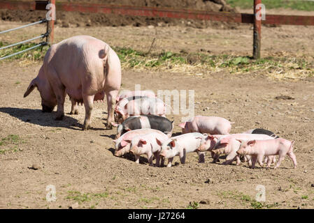 Les porcelets en marche autour de l'extérieur s'amuser au soleil. Mère de porc ou truie avec de grandes tétines dans l'arrière-plan. Banque D'Images