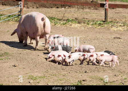 Les porcelets en marche autour de l'extérieur s'amuser au soleil. Mère de porc ou truie avec de grandes tétines dans l'arrière-plan. Banque D'Images