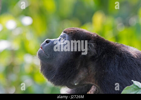 Hurleurs Alouatta palliata (manteau) mâle alpha du groupe Panama Banque D'Images