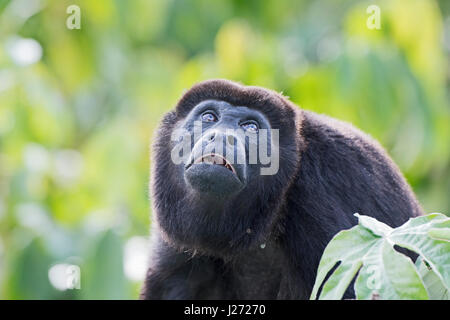 Hurleurs Alouatta palliata (manteau) mâle alpha du groupe Panama Banque D'Images