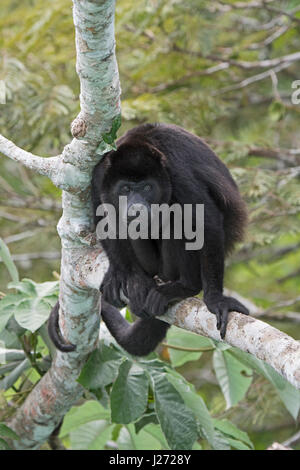 Hurleurs Alouatta palliata (manteau) mâle alpha du groupe Panama Banque D'Images