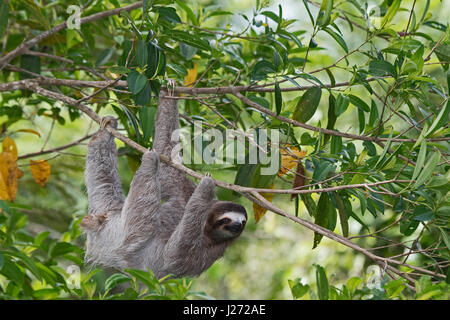 Brown-throated Sloth (Bradypus variegatus) de Trois-toed Sloth famille, femme Panama Banque D'Images