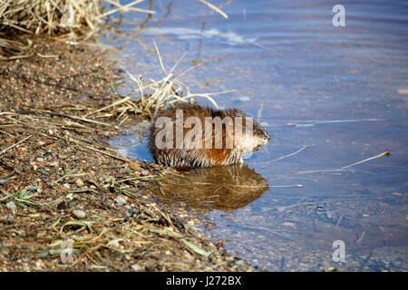 Le rat musqué, assis près de l'eau dans la matinée. Banque D'Images