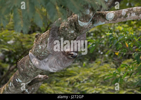 Brown-throated Sloth (Bradypus variegatus) de Trois-toed Sloth famille, femme Panama Banque D'Images