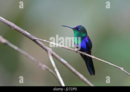 (Thalurania colombica couronné Woodnymph) mâle Panama Banque D'Images